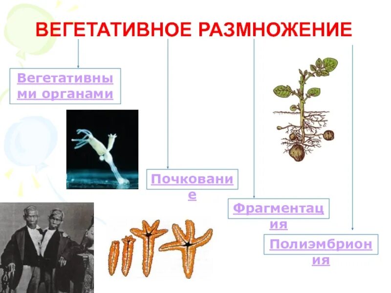 Почкование фрагментация. Вегетативное размножение почкование. вегетативное размножение фрагментация. фрагментация бесполое размножение. органы вегетативного размножения.