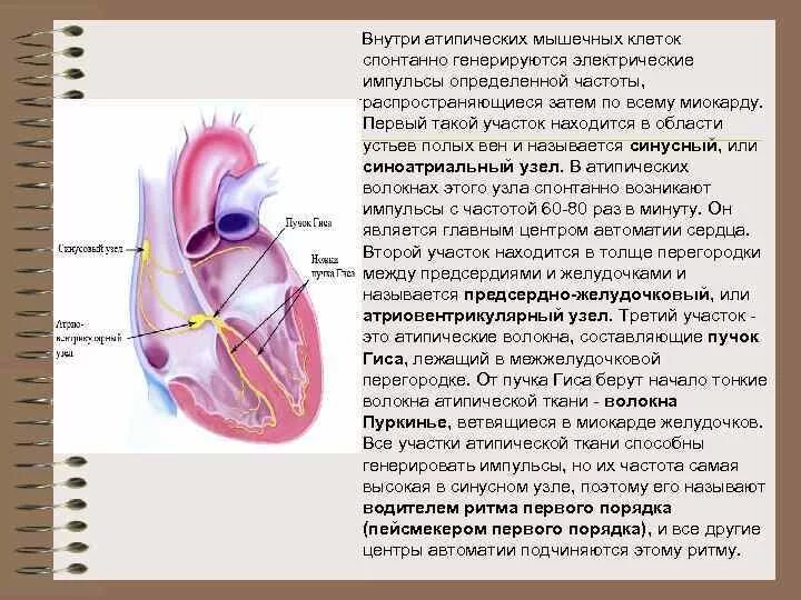 Что такое сосудистые пучки какую функцию они. Пучок Гиса и волокна Пуркинье функции. Клетки Пуркинье в сердце функция. Клетки пучка Гиса.