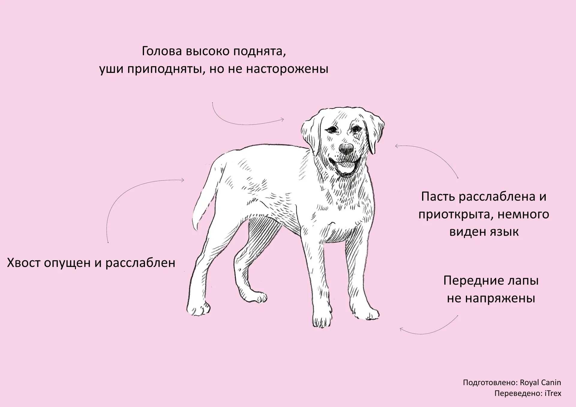 Язык собак как понять. Язык тела собаки. собака говорит. как понять собачий язык. собаки понимают человеческую речь.