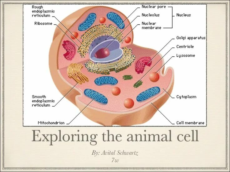 Cell in programming. Cell in programming
