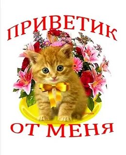 Всем привет мои маленькие любители