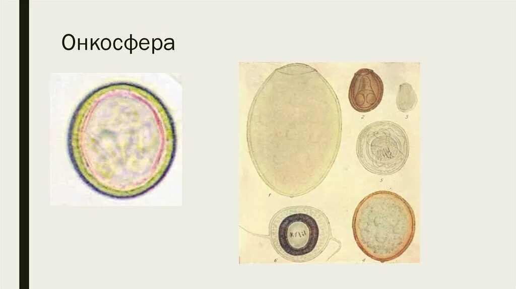 Онкосфера эхинококка. Яйцо (онкосфера) тениид. Карликовый цепень онкосферы. Онкосфера свиной цепень. Яйцо с онкосферой