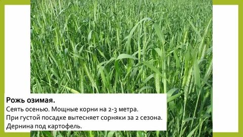 Когда сеять озимую рожь осенью