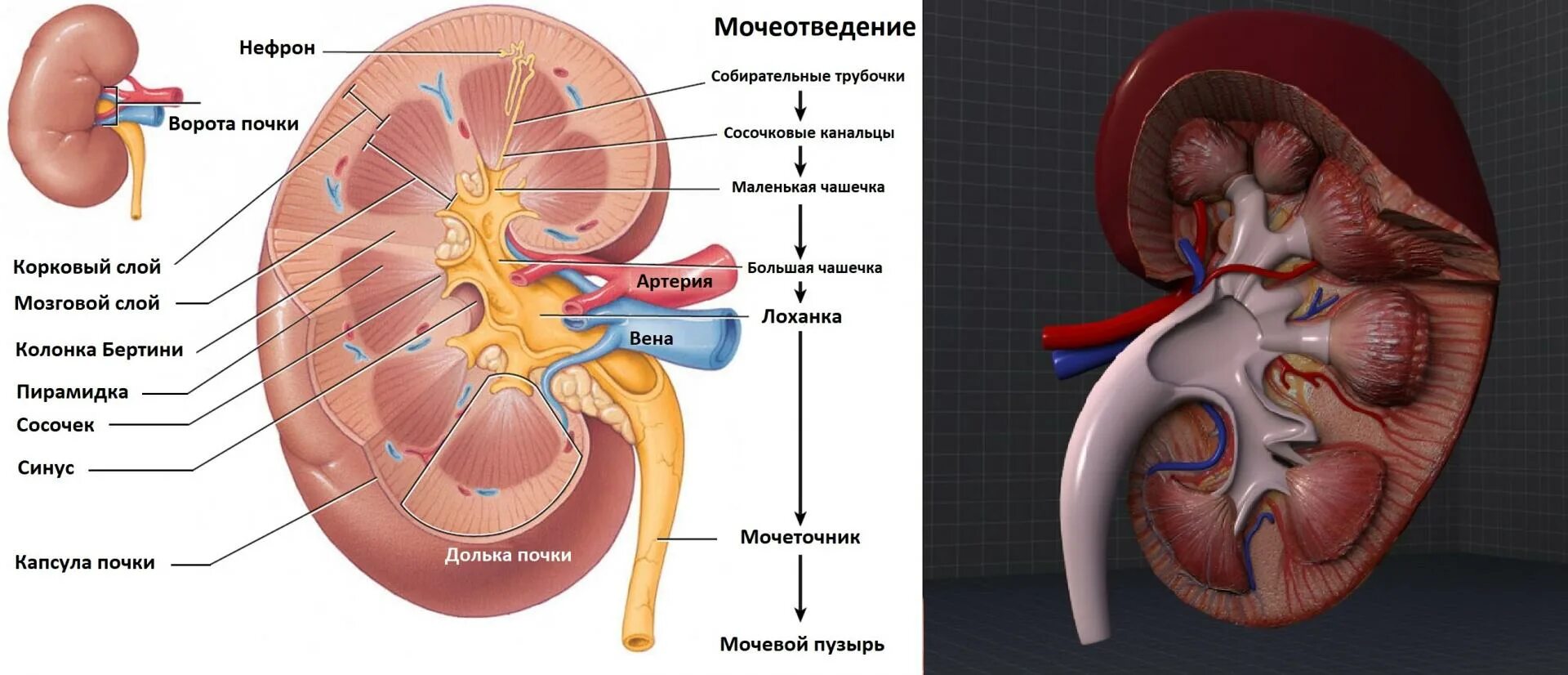 Лоханка латынь. Внутренне строение почки анатомия. Почечные колонки Бертини. Почечная лоханка строение анатомия. Строение паренхимы почки анатомия.