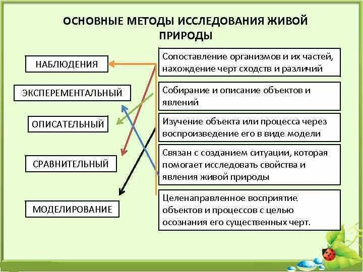 Какой биологический закон иллюстрирует данная закономерность
