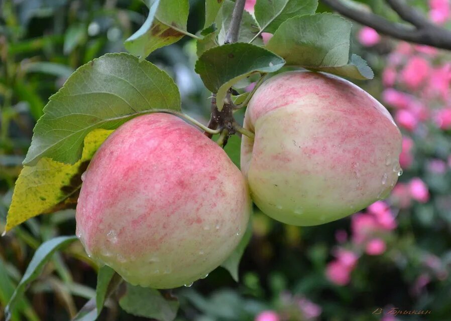 Энциклопедия сортов яблонь. Сорта яблок названия. Яблоня аркадик. Яблоня жигулевское сорта опылители. Жигулевское яблоко сорт описание.