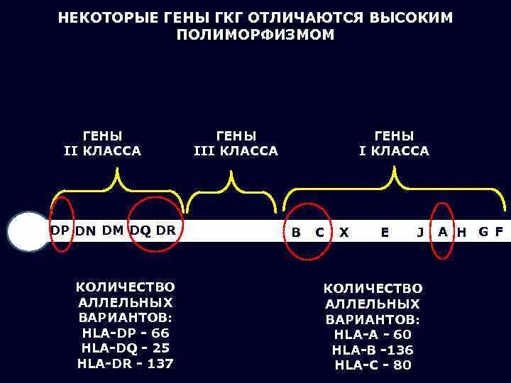 Комплекс генов гистосовместимости. Антигены главного комплекса гистосовместимости. строение главного комплекса гистосовместимости. молекулы главного комплекса гистосовместимости. продуктов главного комплекса гистосовместимости i и ii классов.