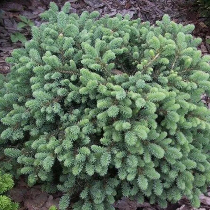 Сорта ели черной. Ель черная Picea Mariana.