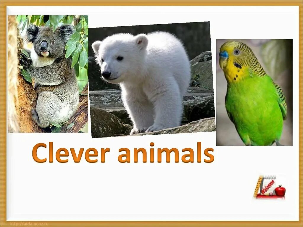 Животные урок 5 класс. Clever animals презентация. Проект Clever animals английский язык 3 класс. Портфолио по английскому Clever animals. Интересные факты о животных на английском языке.