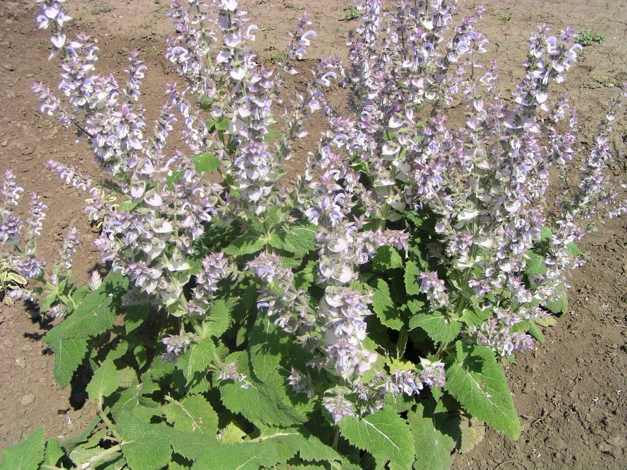 Сальвия шалфей мускатный. Шалфей мускатный (Salvia sclarea). Шалфей мускатный вознесенский