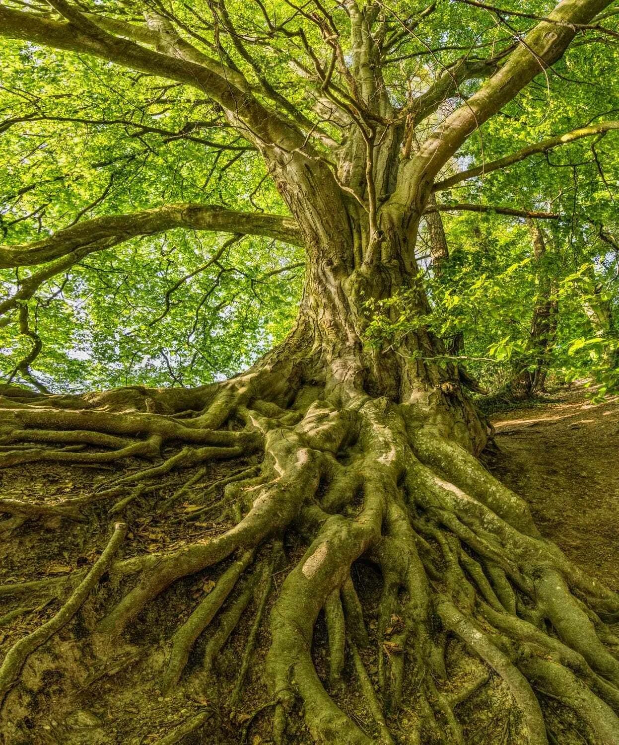Tree roots. Самшитовая сосна. милорн дерево. мексиканский бук дерево. дерево tamanu tree.