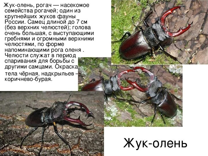 Презентация по внеурочной работе "Красная книга"