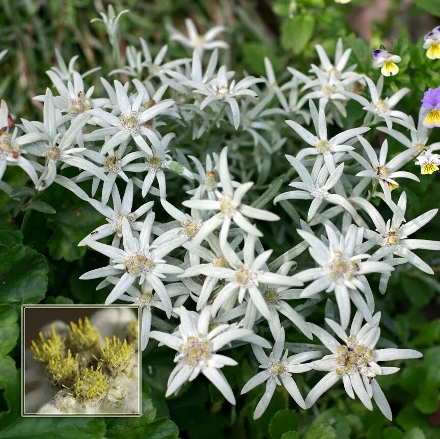 Названия белых многолетних цветов. Эдельвейс многолетний. Цветок многолетний Эдельвейс Альпийский. Эдельвейс почвопокровный. Эдельвейс шиловидный.