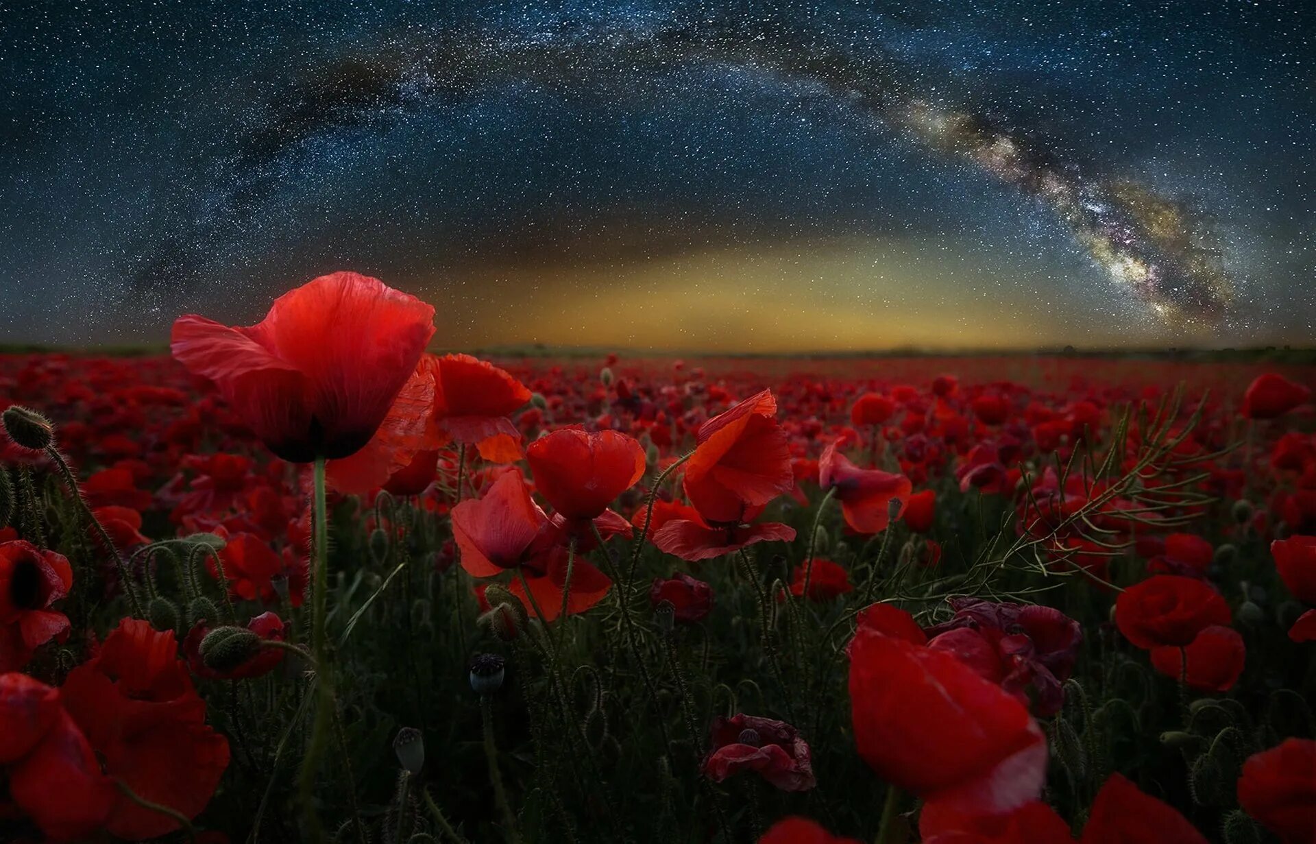 Поле цветов во сне. Цветы ночью. Красивые цветы ночью. Маковое поле. Цветы на фоне ночного неба.
