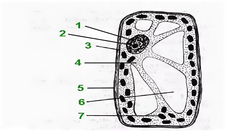 Тип 7 рассмотрите рисунок растительной клетки