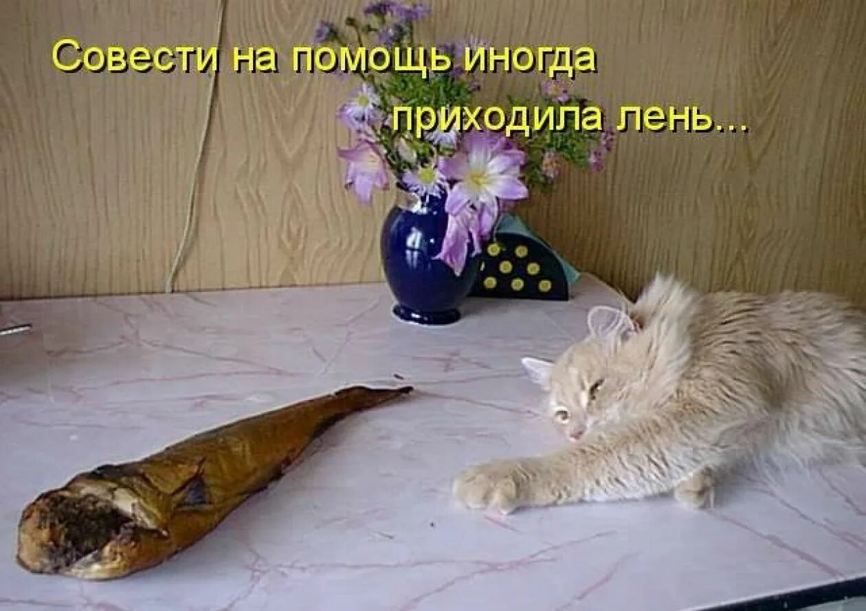 Надо а лень. Смешные коты с надписями. Приколы с котами с надписями. Лень пришла. Лень котики.