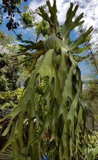 Huge plants