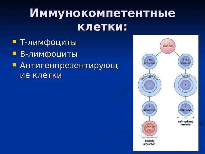 Иммунокомпетентные клетки т и в лимфоциты. Иммунокомпетентные клетки классификация иммунология. Иммунокомпетентные клетки фагоциты и. Функции регуляторных иммунокомпетентных клеток. Характеристика в лимфоцитов