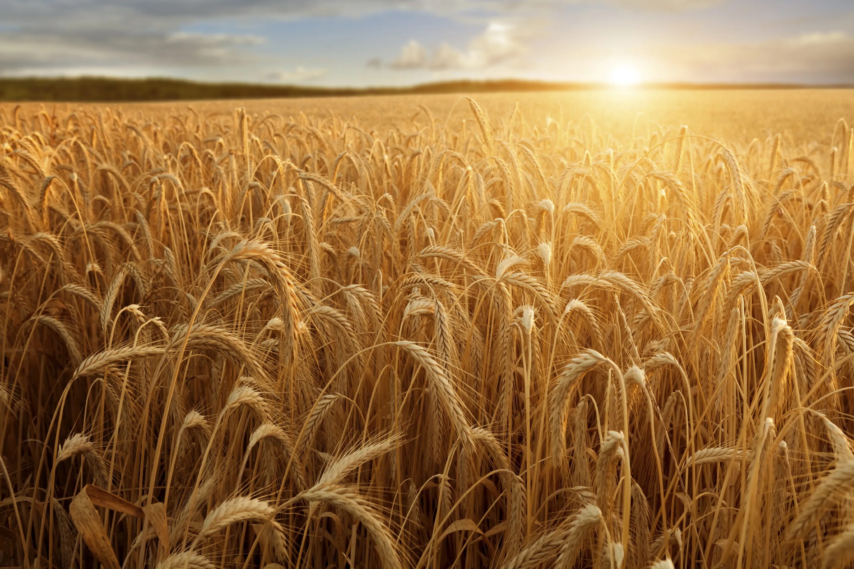 Пшеничные глаза. Поле пшеницы. Поле с колосками. Ржаное поле. Хлебное поле.