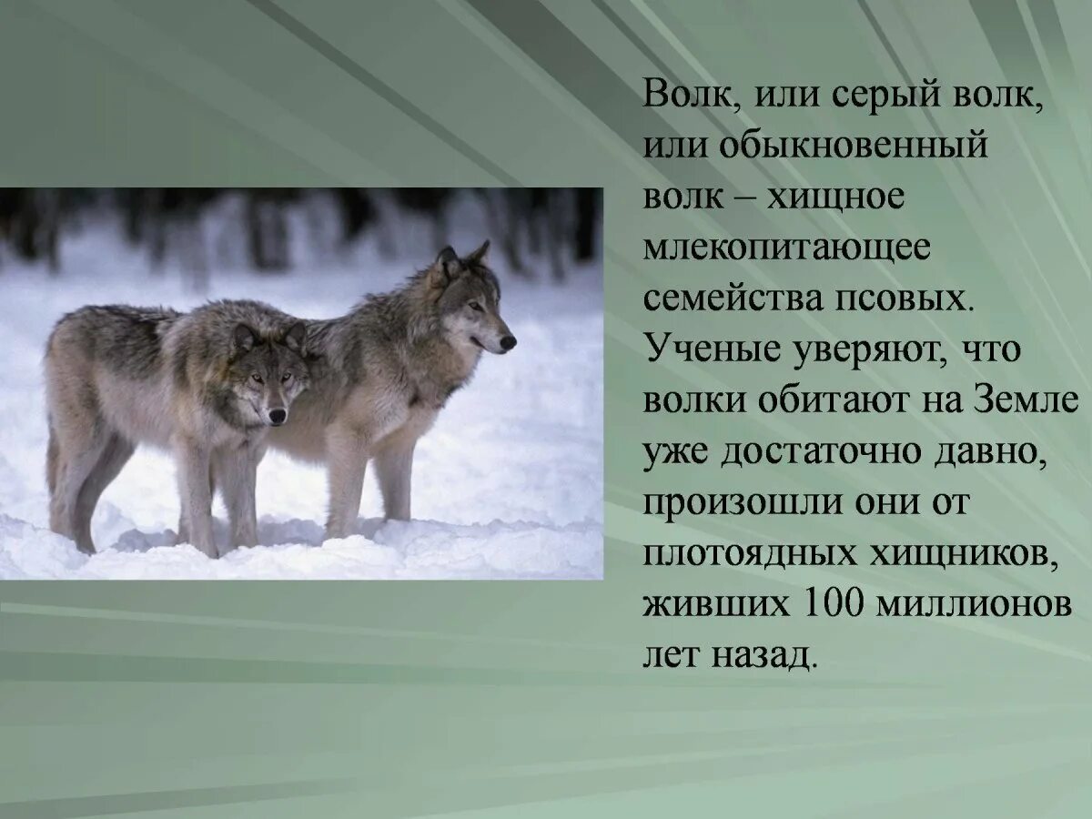 Информация о волке. Сообщение о волке. Рассказ про волка. Небольшой доклад про волка. Информация про волка