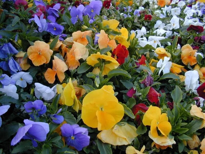 Клумбовые цветы. Самые популярные клумбовые цветы. Клумбовые цветы названия. Клумбовые цветы ассортимент.