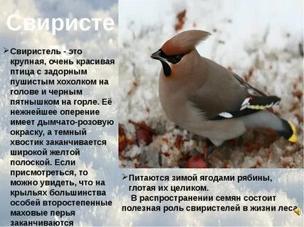 Птица свиристель фото и описание