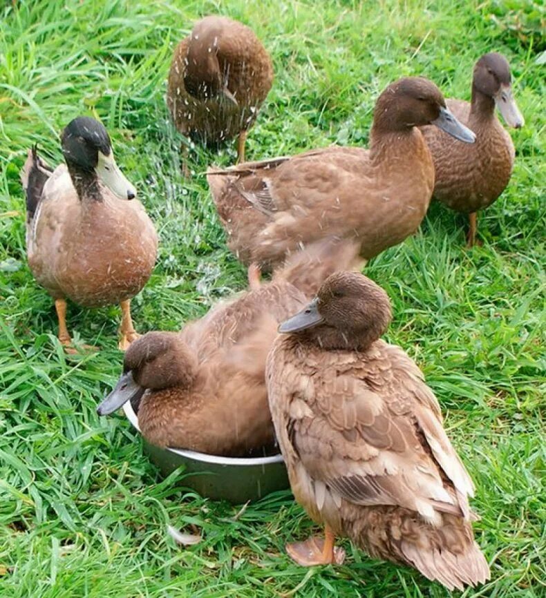 Good duck. Хаки-Кемпбелл порода уток. Хаки-Кемпбелл порода уток утята. Хаки Кэмпбелл утка. Утки породы кряква.