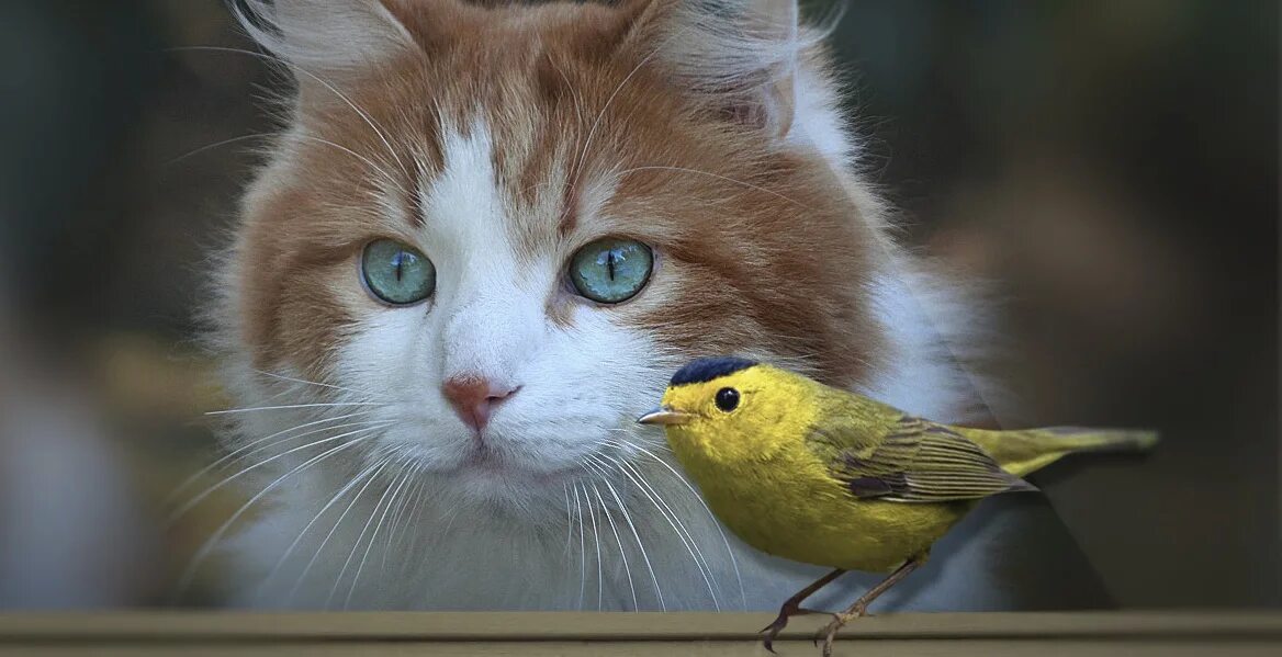 Птички для котов на экране со звуком. Cat птицы. Синичка и котёнок. Кошки и птицы фото. Кошки не птицы.