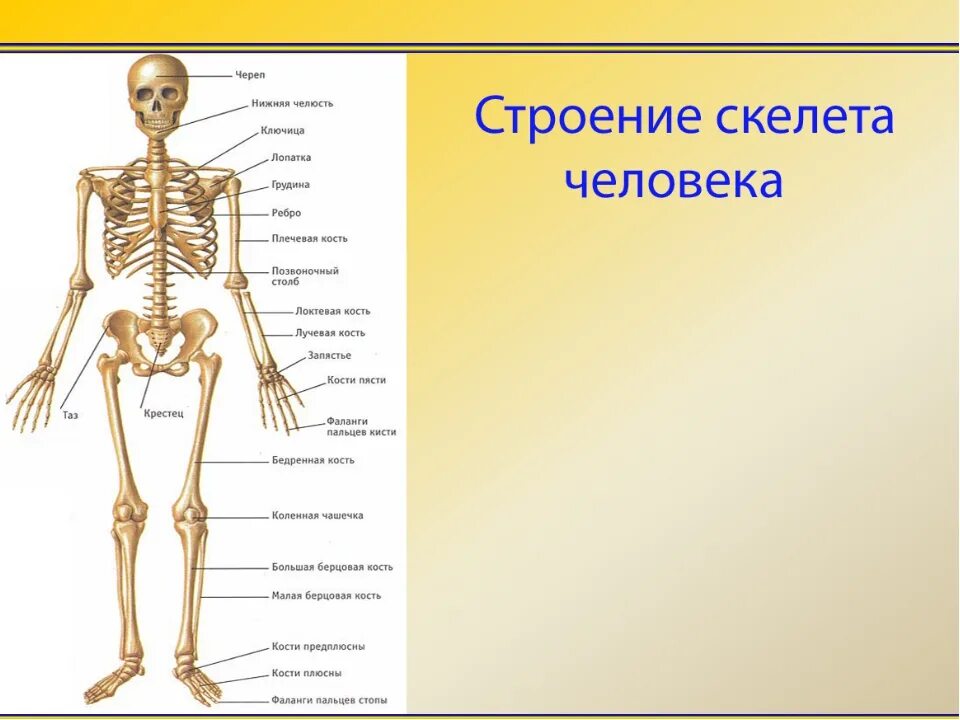 Строение костей человека спереди. Строение скелета 8 класс биология. Анатомия основные части скелета. Общий план строения скелета человека.