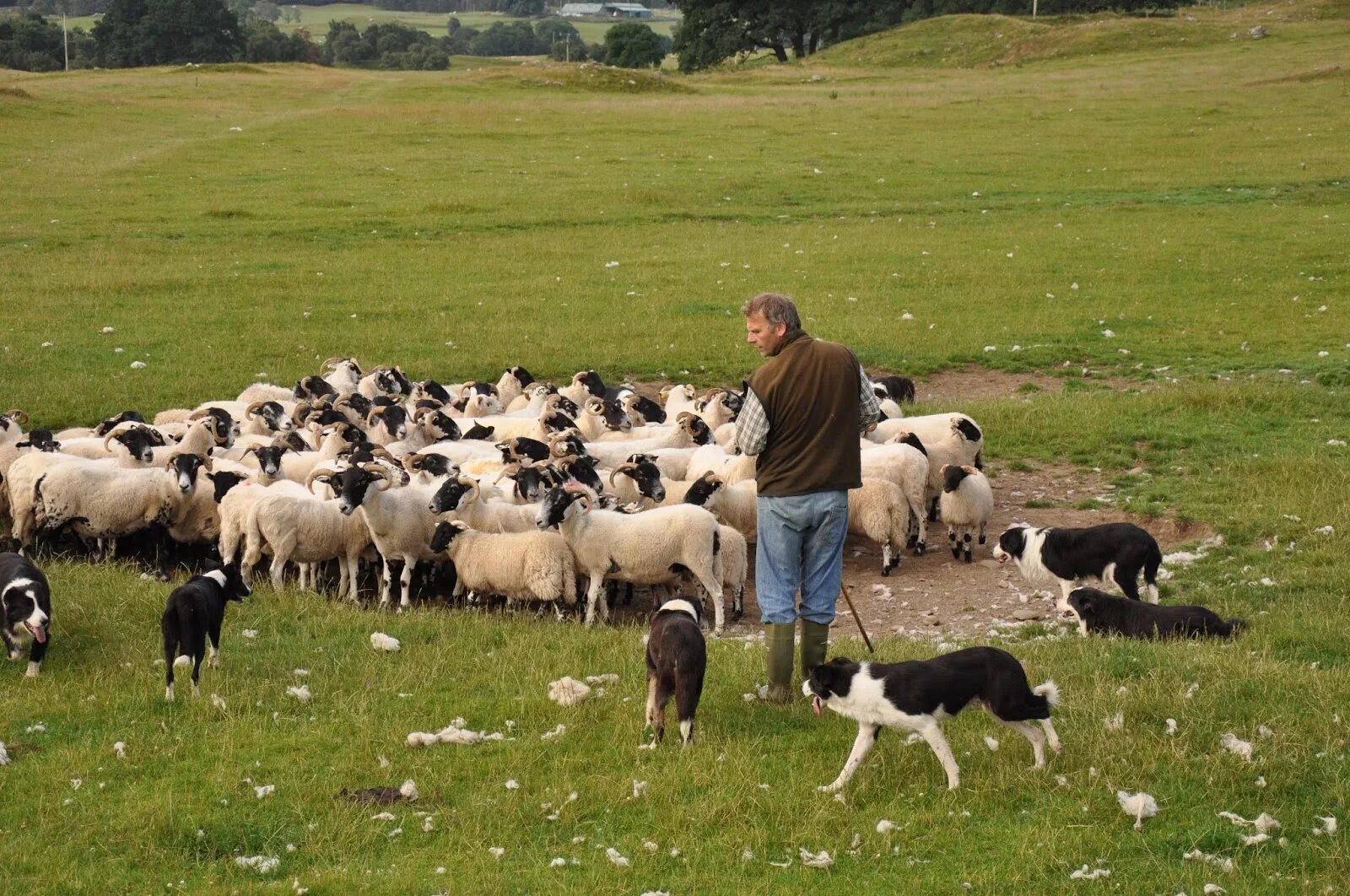 Пасу овечек. Овчар пастух. Собака пастух. Пасти стадо. Пастух пасет овец.