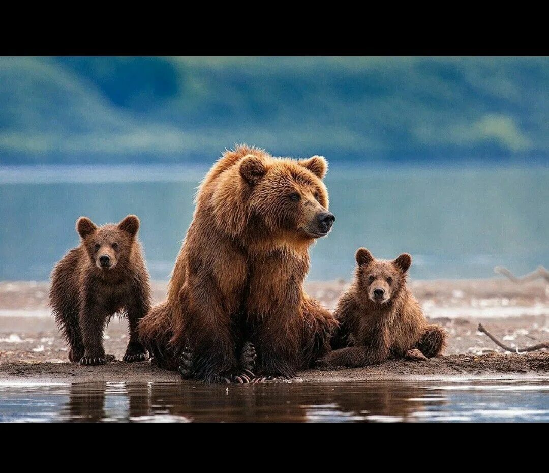 Медведица с медвежатами. Два медвежонка. Медведь Гризли. Медведь Медведица Медвежонок.