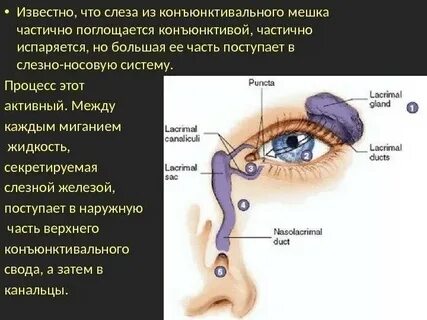 Глазной мешок куда капать