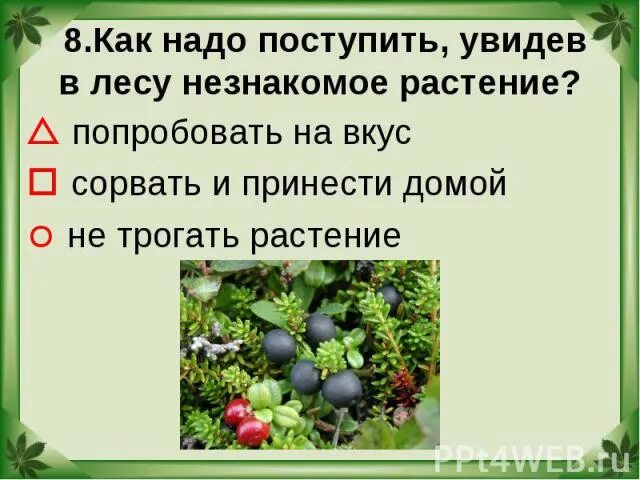Ядовитые грибы и растения 2 класс окружающий. Ядовитые растения и ядовитые грибы. Ядовитые лесные опасности. Проект ядовитые грибы 2 класс окружающий мир. Лесные опасности презентация.