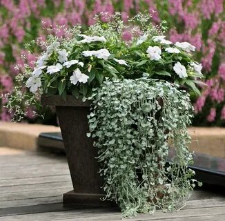 Ампельные цветы для улицы