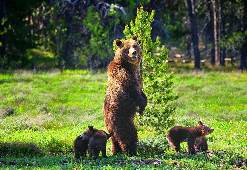 Слушать без остановки медведицы. Медведица. Медведь. Медведь и Медведица. Медведь Медведица Медвежонок.