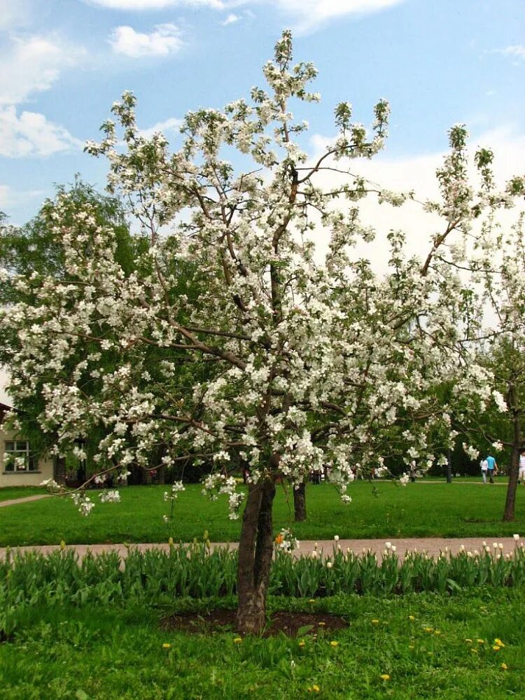 Яблони северо запада. Яблоня Malus domestica. Malus domestica дерево. Яблоня домашняя (Malus domestica). Яблоня Антоновка дерево.