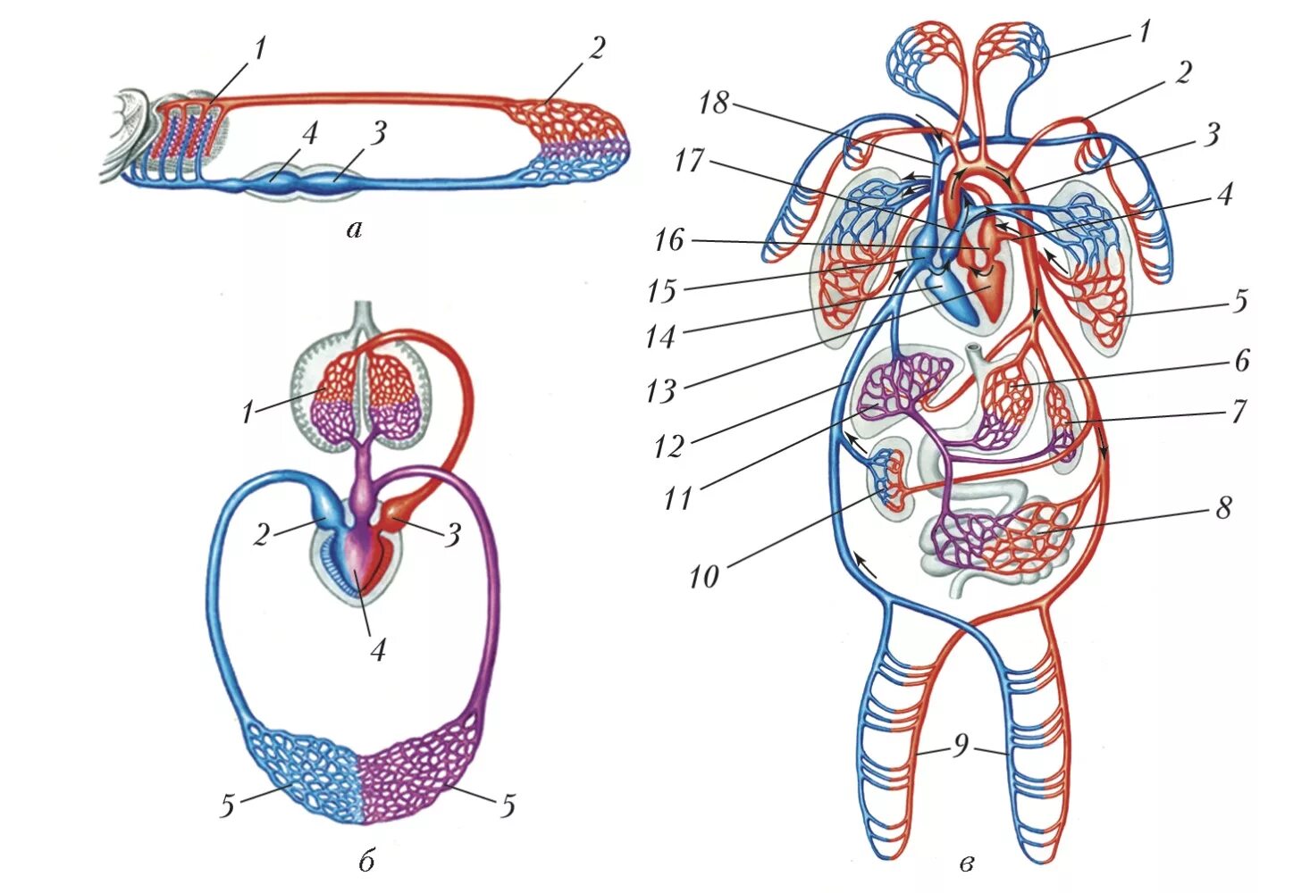 Сердце и кровообращение 8 класс. Круги кровообращения схема. Сердечно сосудистая система большой и малый круг кровообращения. Схема большого круга кровообращения у человека анатомия. Малый и большой круг кровообращения человека схема.