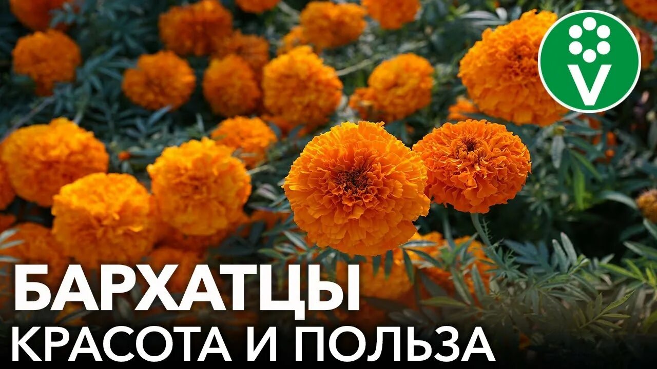 Цветы бархатцы полезные свойства. Цветы бархатцы полезные свойства. Лекарственные растения бархатцы. Бархатцы против вредителей. Бархатцы лекарственные.