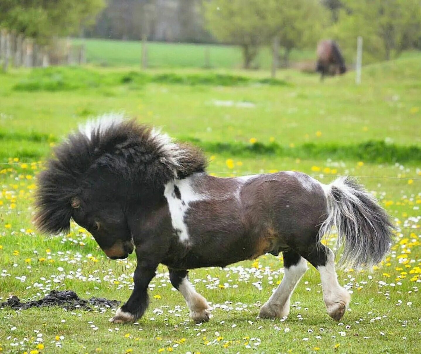 Mon poney. Фалабелла пегая. Лошади породы Фалабелла. Карликовая лошадка Фалабелла. Пони Фалабелла.