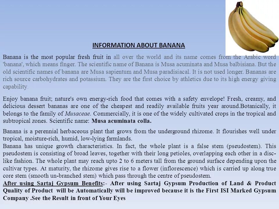 Как будет по английски банан. Банан описание. Небольшой рассказ про банан. Сочинение описание про банан. Эссе с бананом.