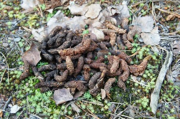 Poop of Wild Animals on the Ground in Wildlife, Wild Animal Feces Stock Image - 