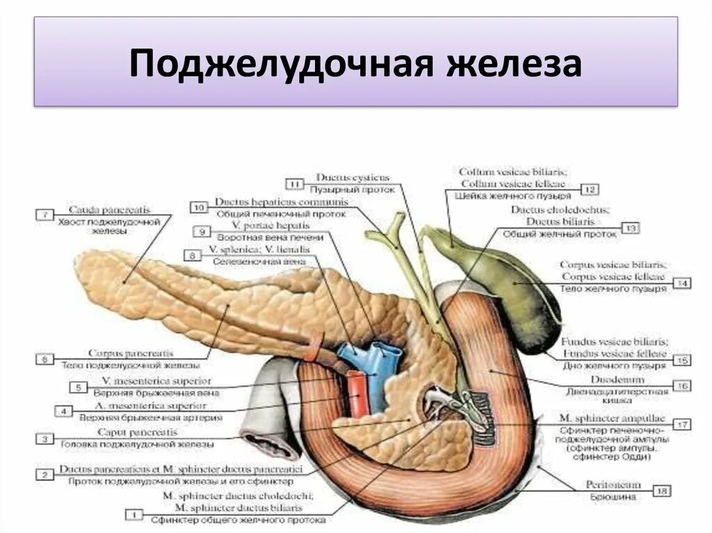 Покажи картинку поджелудочной железы. Строение поджелудочной железы человека анатомия. Дистальный отдел поджелудочной железы. Анатомические структуры поджелудочной железы. Оболочки поджелудочной железы 2.