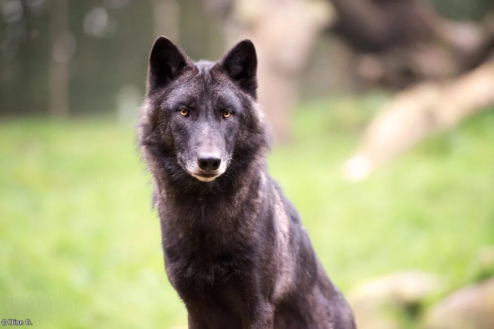Сибирский волкособ. Волкособ гибрид волка. Волкособ хаски волк. Волкособ метис хаски. Волкособ хаски волк.