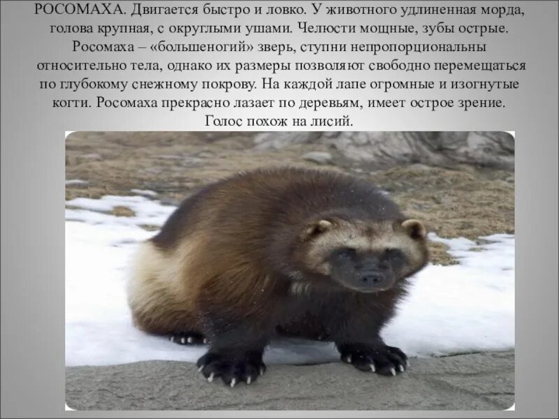 Росомаха в переводе rhs. Росомаха описание животного. росомаха животное размеры. зубы животного росомаха. росомаха зверь описание.