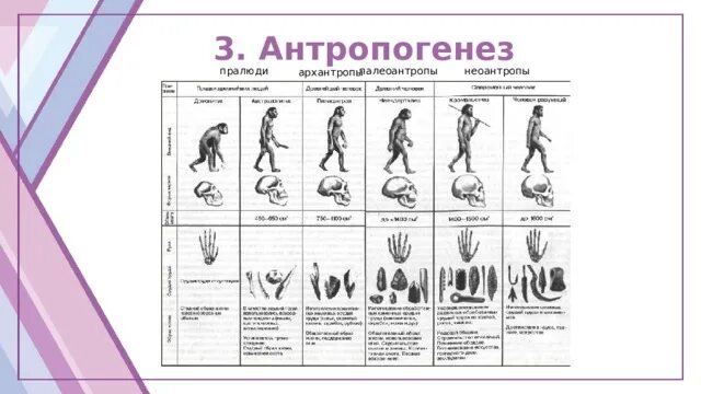 Этапы антропогенеза таблица. Характеристика этапов антропогенеза. Характеристика этапов антропогенеза таблица. Биология основные стадии антропогенеза. Этапы антропогенеза биология