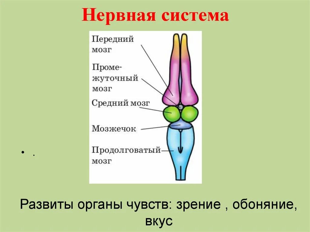 Головной отдел ящерицы. Нервная система рептилии 7 класс биология. Строение нервной системы рептилий. Строение головного мозга ящерицы. Нервная система пресмыкающихс.