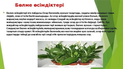 Өте үлкен қынаптардың фотосуреттері