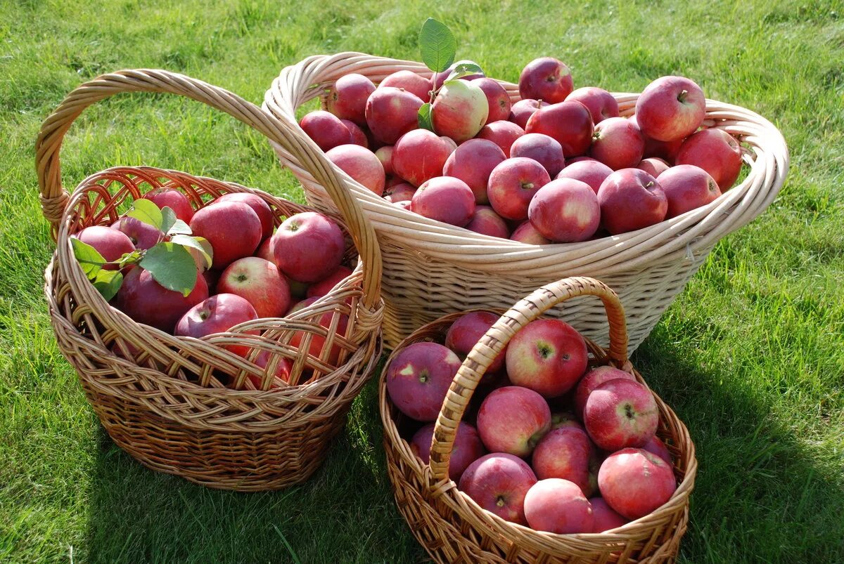 яблоки в саду. яблоки местные. сбор яблок. яблоня урожай. яблоня урожай.