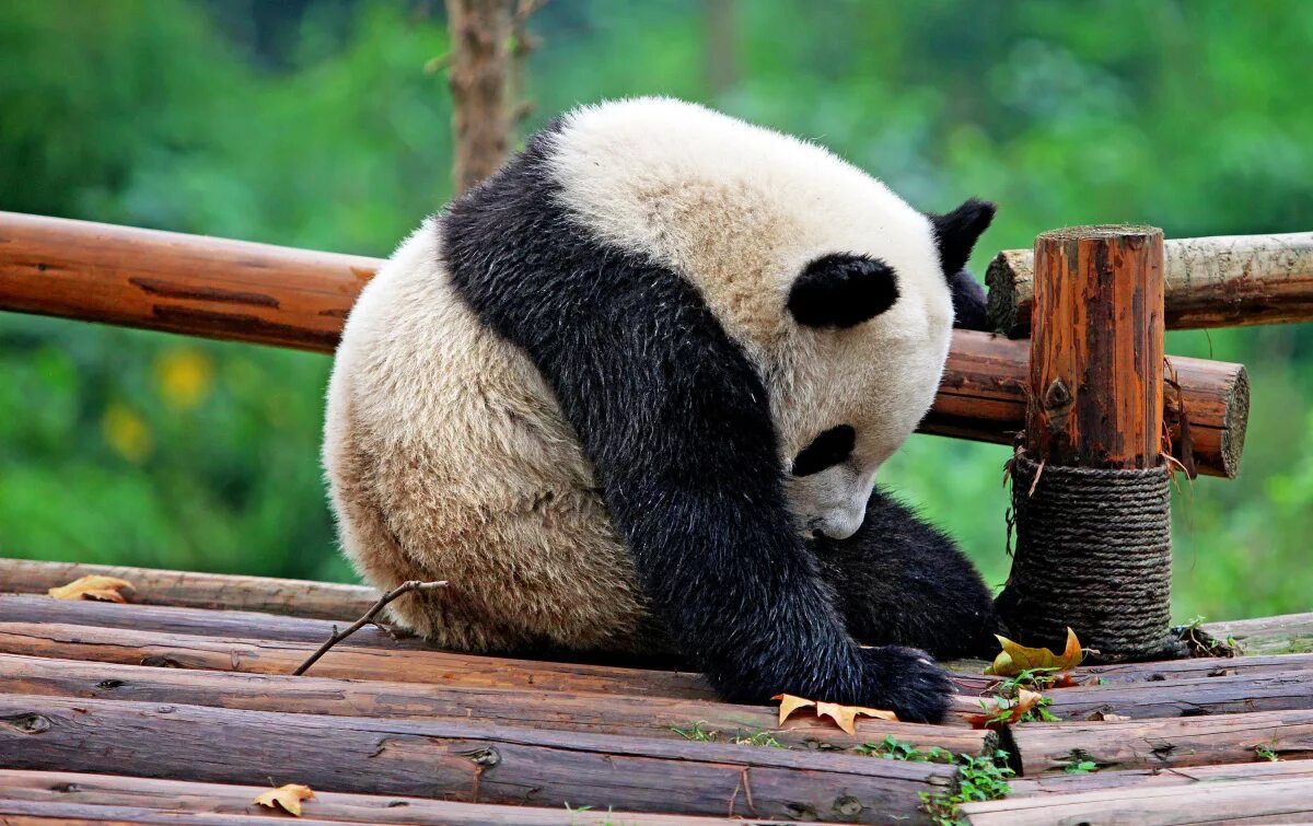 Pandas сохранить. Панда гифтс. Фото коалы и панды. Pandas сохранить. Pandas сохранить.