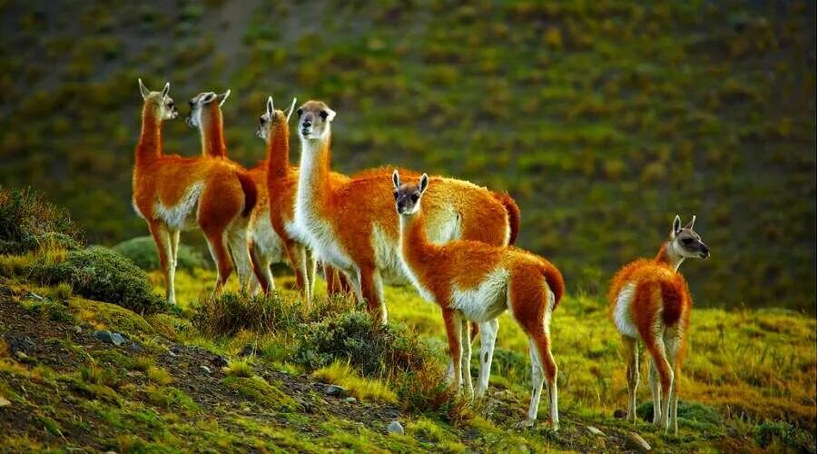 Какие животные встречаются в америке. Лама альпака гуанако Викунья. Гуанако в Южной Америке. Лама гуанако в Южной Америке. Дикая лама Патагонии.